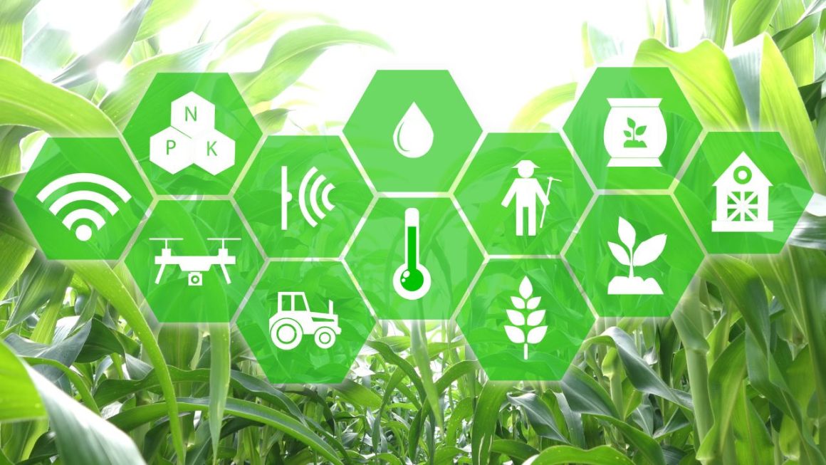 The Role of IoT in Smart Agriculture: Precision Farming Techniques